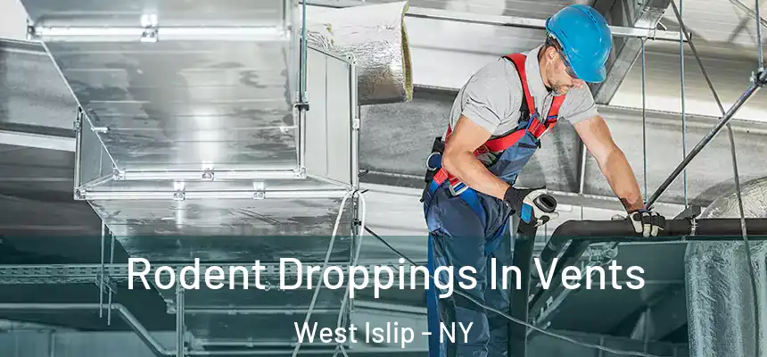  Rodent Droppings In Vents West Islip - NY